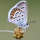 Kalemcib adlı kullanıcı